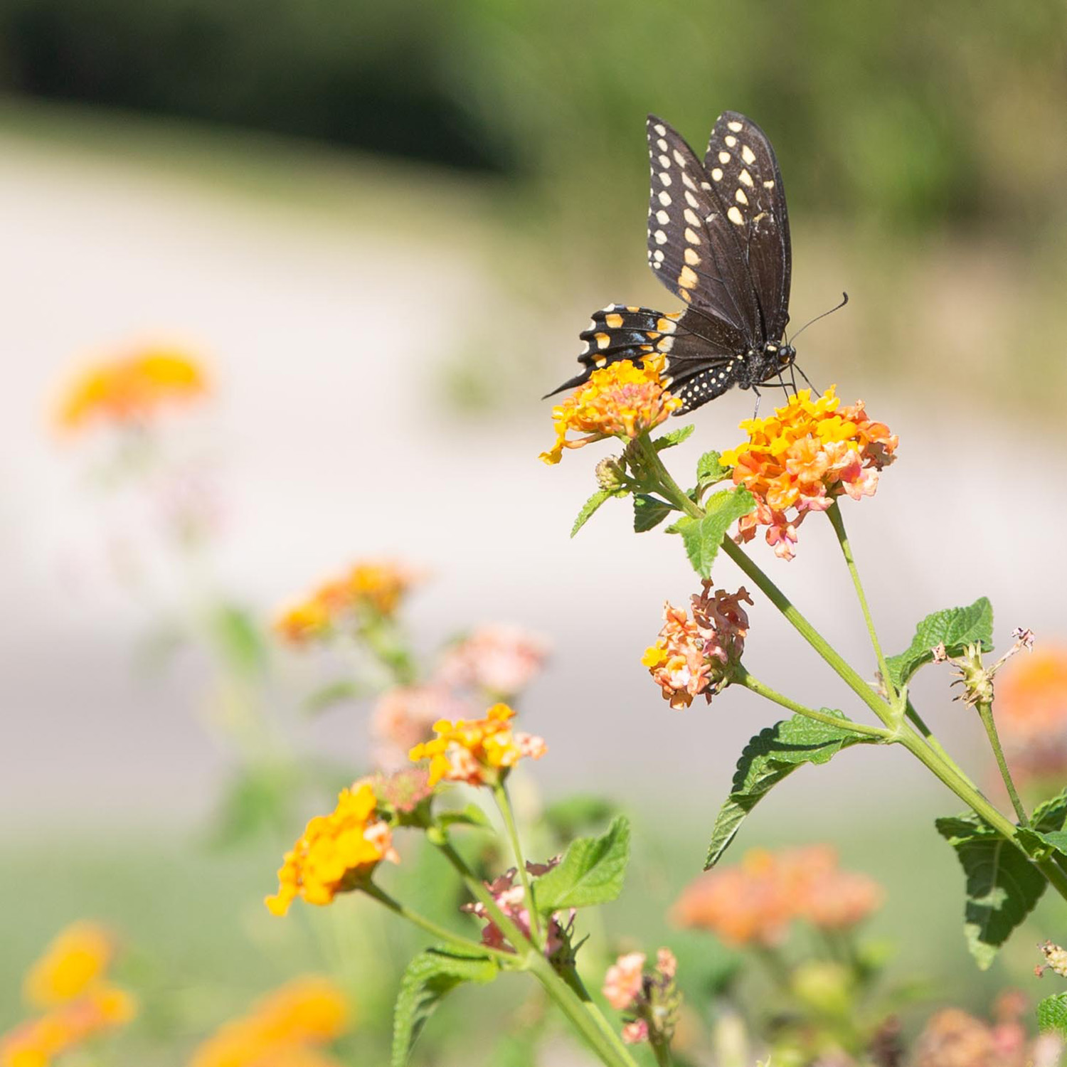 monarch butterflies on the SoPac Trail