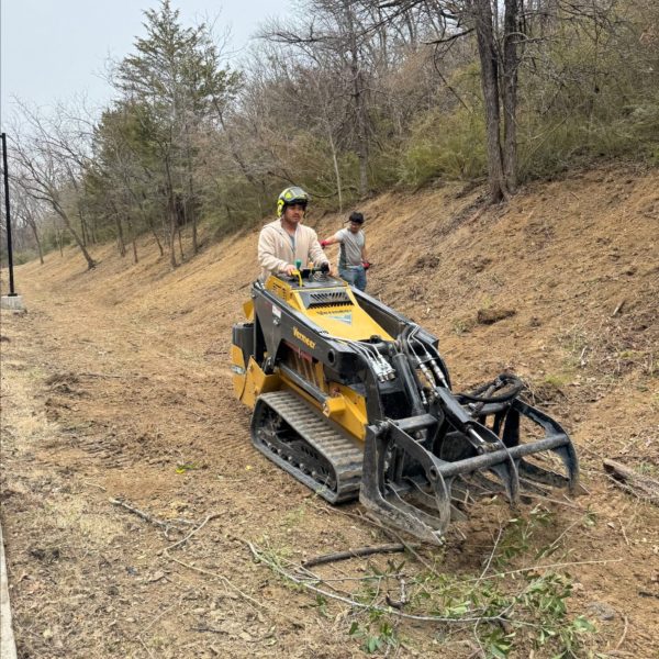 clearing privet