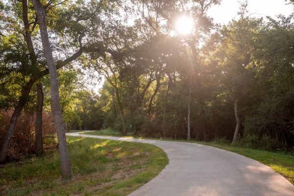 sunlight gleams through trees alongside a paved path