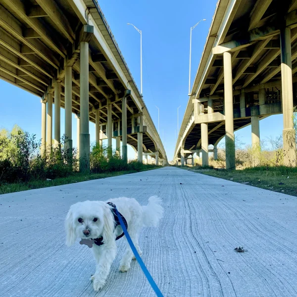 Loop_Griffith_TrinityForestI45